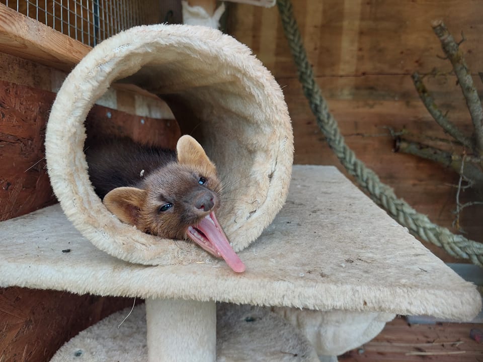 Päite Animal Park
